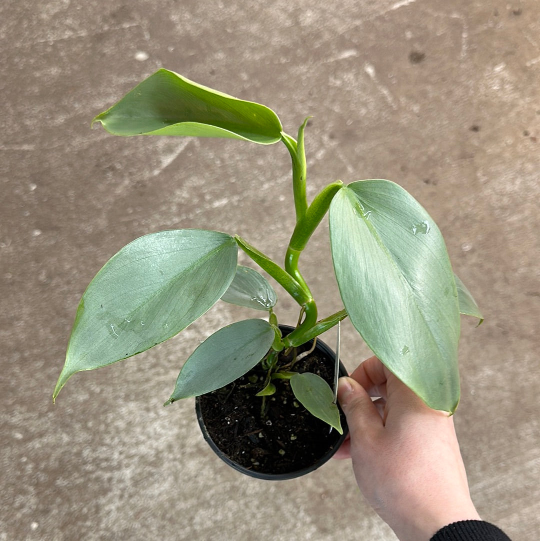Philodendron hastatum 4" - Silver Sword Philodendron