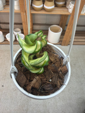 Hoya carnosa compacta Mauna Lao 2