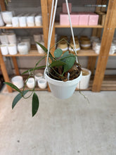 Load image into Gallery viewer, Hoya sigilllatis Alas Island 2" - Wax Plant