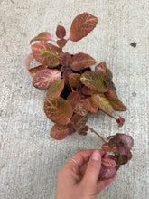 Load image into Gallery viewer, Episcia sp. 4" - Flame Violet