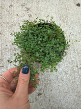 Load image into Gallery viewer, Soleirolia soleirolii 4" - Baby Tears