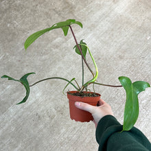 Load image into Gallery viewer, Philodendron Florida Green 4&quot;