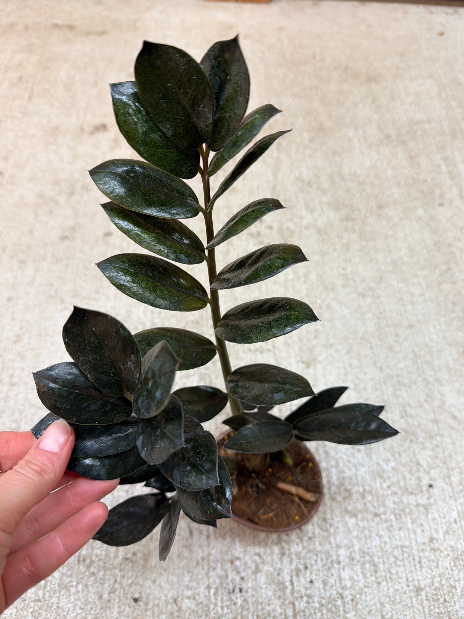 scientific name for zz plant Zamioculcas Black Queen 4"