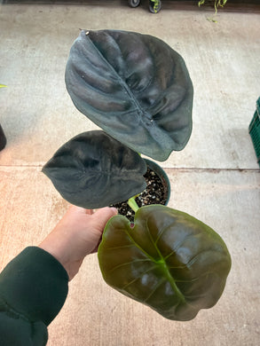 Alocasia cuprea 'Red Secret' 4