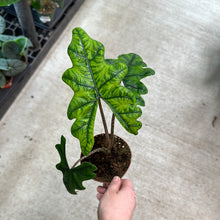 Load image into Gallery viewer, Alocasia Jacklyn 4&quot;