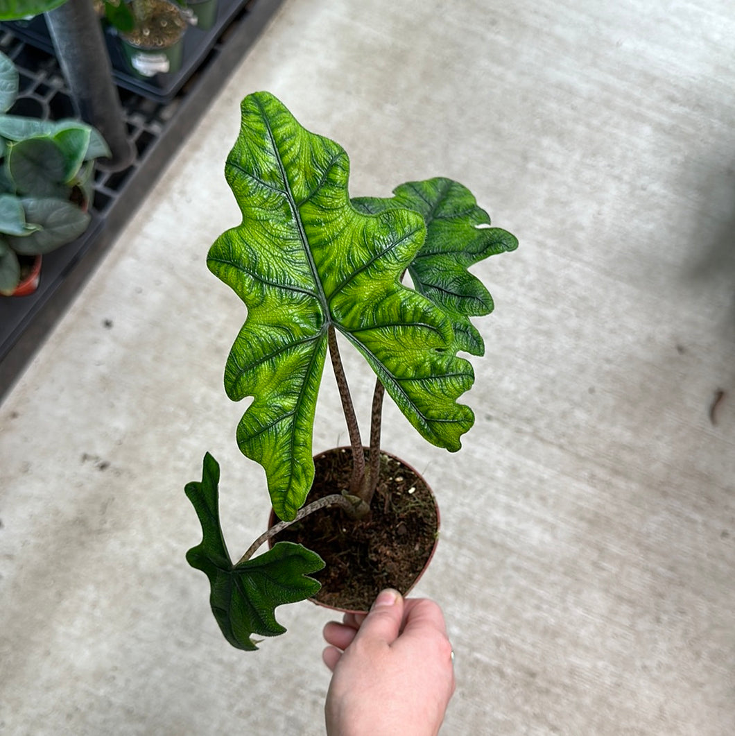 Alocasia Jacklyn 4