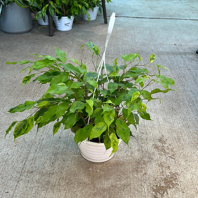 Ficus Margarita 8