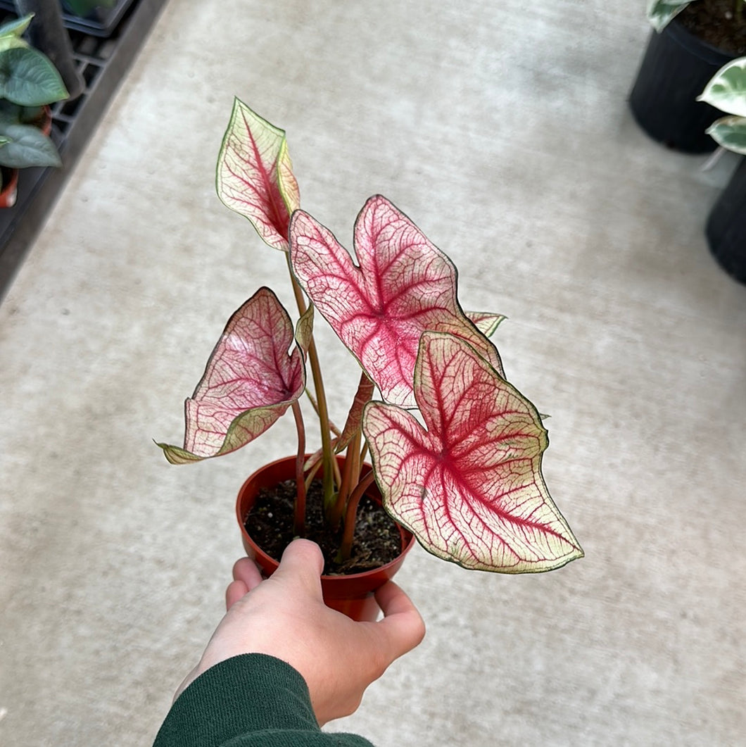 Caladium sp. 4