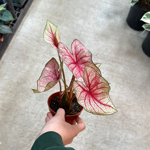 Caladium sp. 4"