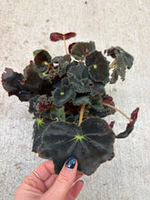 Load image into Gallery viewer, Begonia sp. 6" - Rex Begonia