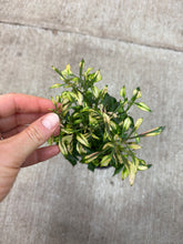 Load image into Gallery viewer, Alternanthera ficoidea &#39;Krinkle Red&#39; 4&quot;