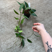 Load image into Gallery viewer, Hoya latifolia Rangsan 4&quot; HB