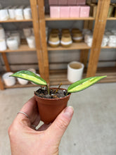 Load image into Gallery viewer, Hoya latifolia &#39;Pot of Gold&#39; 2&quot; - Wax Plant
