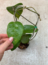 Load image into Gallery viewer, Hoya glabra Schlechter 4" - Wax Plant