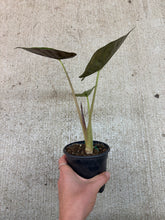 Load image into Gallery viewer, Alocasia wentii variegata 4"