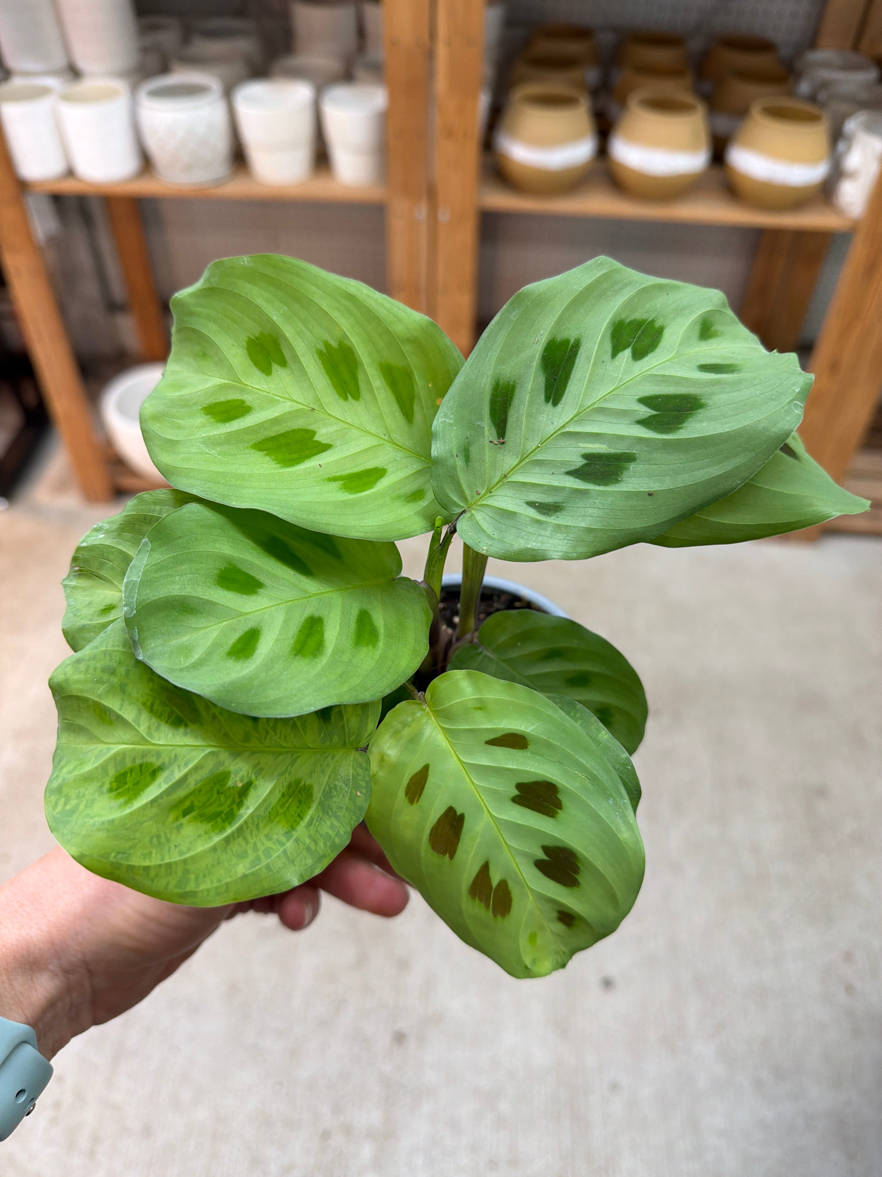 Maranta Green 4