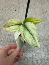 Load image into Gallery viewer, Scindapsus treubii Moonlight Albo Variegata 2"