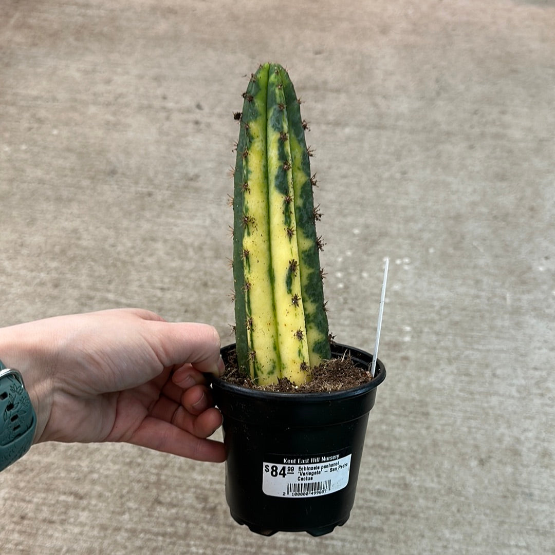 how much is a san pedro cactus Echinosis pachanoi 'Variegata'
