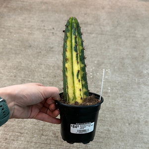 Echinosis pachanoi 'Variegata' - San Pedro Cactus
