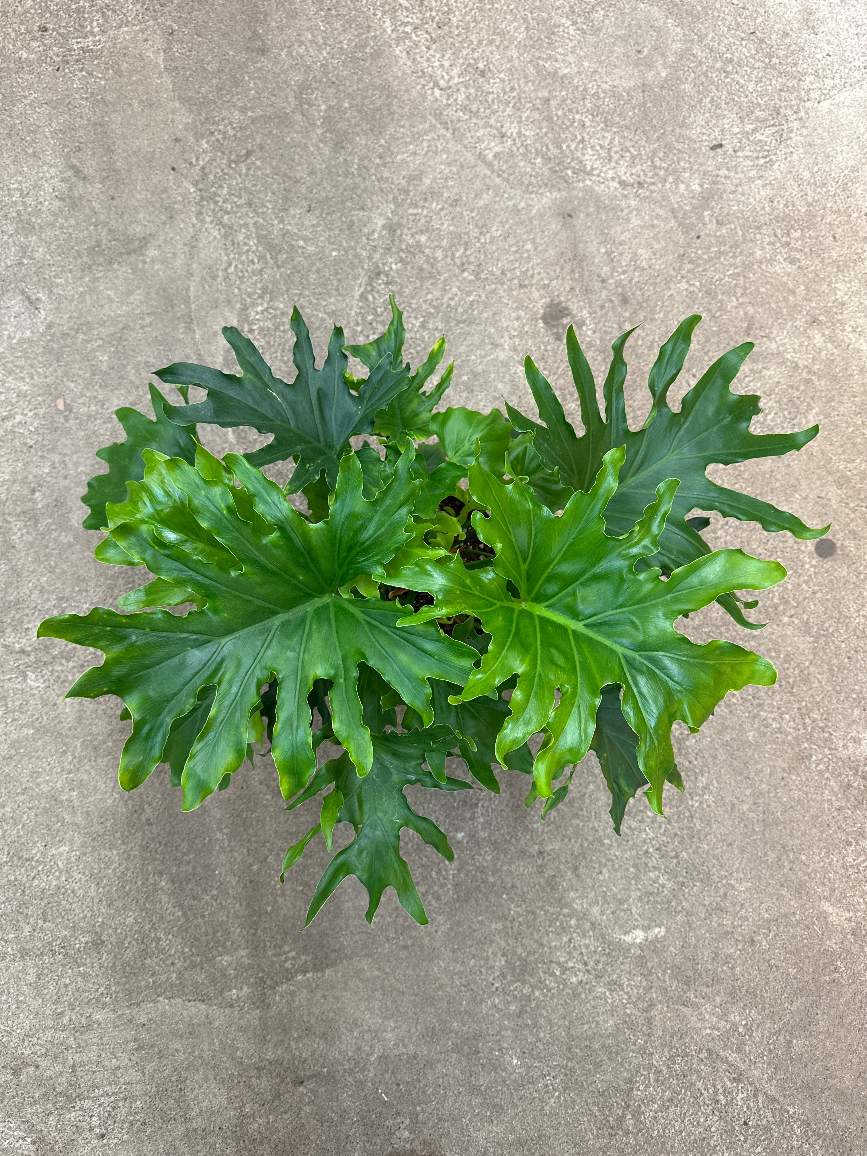 philodendron enzi Philodendron Enzi 8"