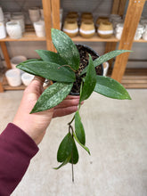 Load image into Gallery viewer, Hoya pubicalyx splash 4&quot; - Wax Plant