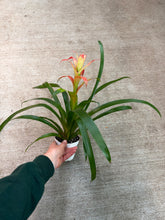 Load image into Gallery viewer, Guzmania sp. 4" - Bromeliad