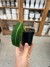 Load image into Gallery viewer, Anthurium Warocqueanum Dark Form 3&quot;