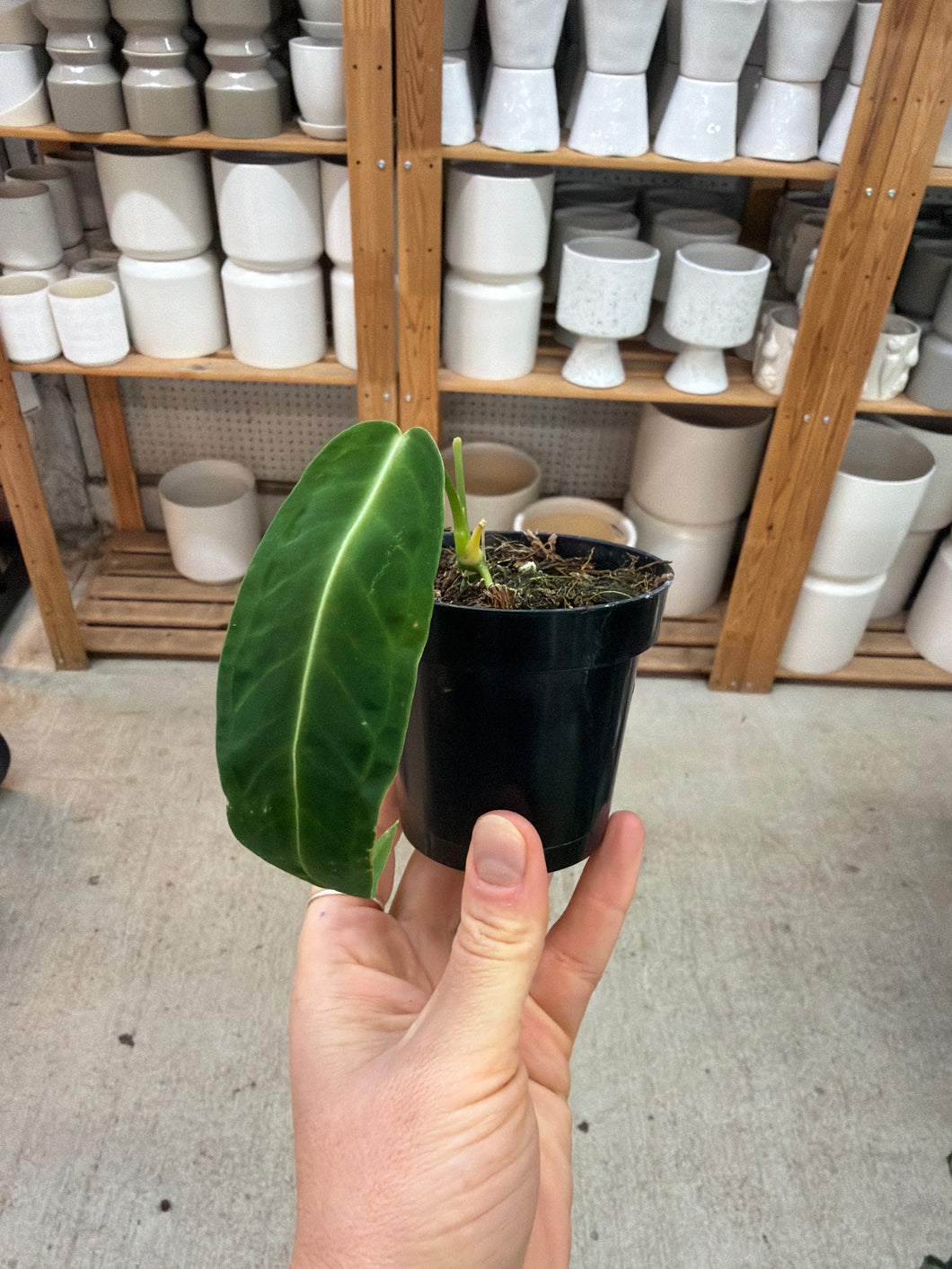 Anthurium Warocqueanum Dark Form 3