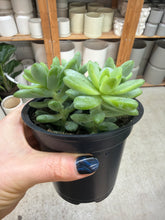 Load image into Gallery viewer, Sedum Blue Brazil 4"