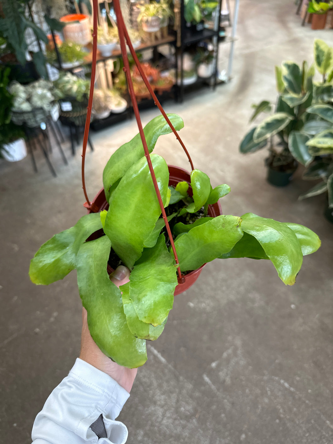 Epiphyllum oxypetalum 6