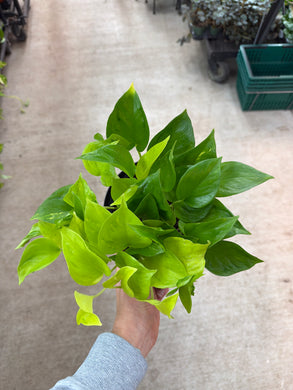 Epipremnum aureum 'Champs-Élysées' 6