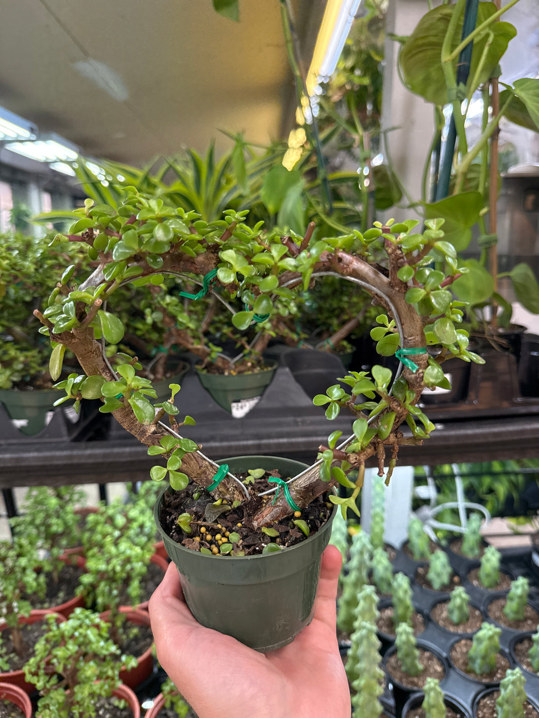 portulacaria afra care outdoors Portulacaria afra sp. 4"