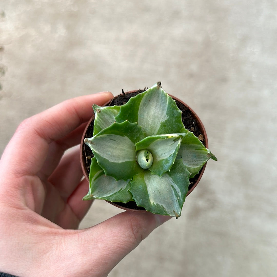 Agave isthmensis 'Ohi Raijin Shiro Nakafu' 2"  Kent East Hill Nursery
