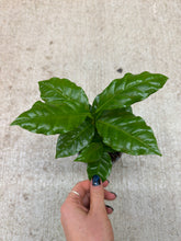 Load image into Gallery viewer, Coffea Arabica 4&quot; - Coffee Plant