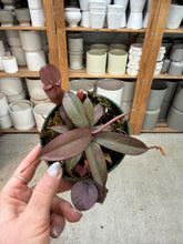 Load image into Gallery viewer, Assorted Nepenthes 4" - Pitcher Plant