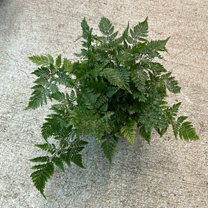Davallia fejeensis 6" - White Rabbit's Foot Fern