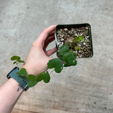 Dioscorea elephantipes 4