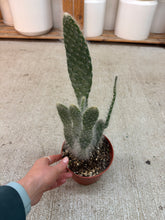 Load image into Gallery viewer, Opuntia sp. 6" - Prickly Pear Cactus
