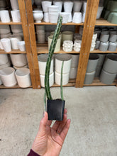 Load image into Gallery viewer, Senecio stapeliiformis 2" - Pickle Plant