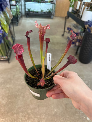 Sarracenia 4
