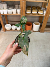 Load image into Gallery viewer, Syngonium Pink Splash 4"