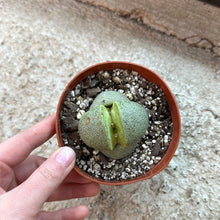 Load image into Gallery viewer, Pleiospilos nelii 4&quot; - Giant Split Rock