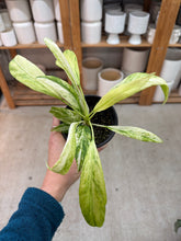 Load image into Gallery viewer, Anthurium vittarifolium variegated 4&quot;