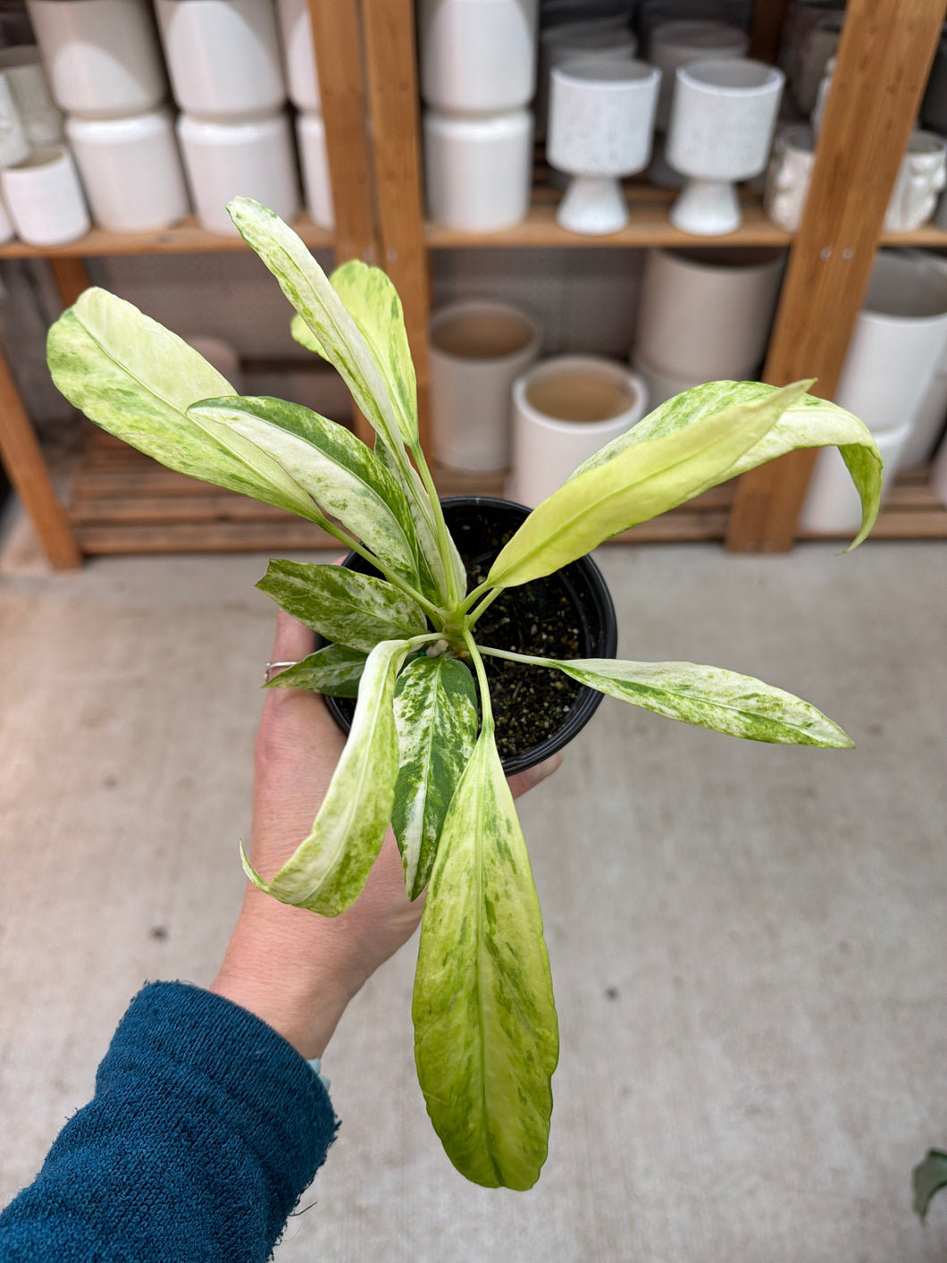 Anthurium vittarifolium variegated 4