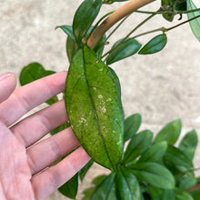 Load image into Gallery viewer, Hoya sp. 4&quot; - Assorted Wax Plant on Hoop
