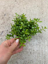 Load image into Gallery viewer, Cotyledon pendens 4" - Cliff Cotyledon