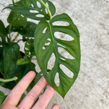 Load image into Gallery viewer, Monstera Adansonii 6&quot;