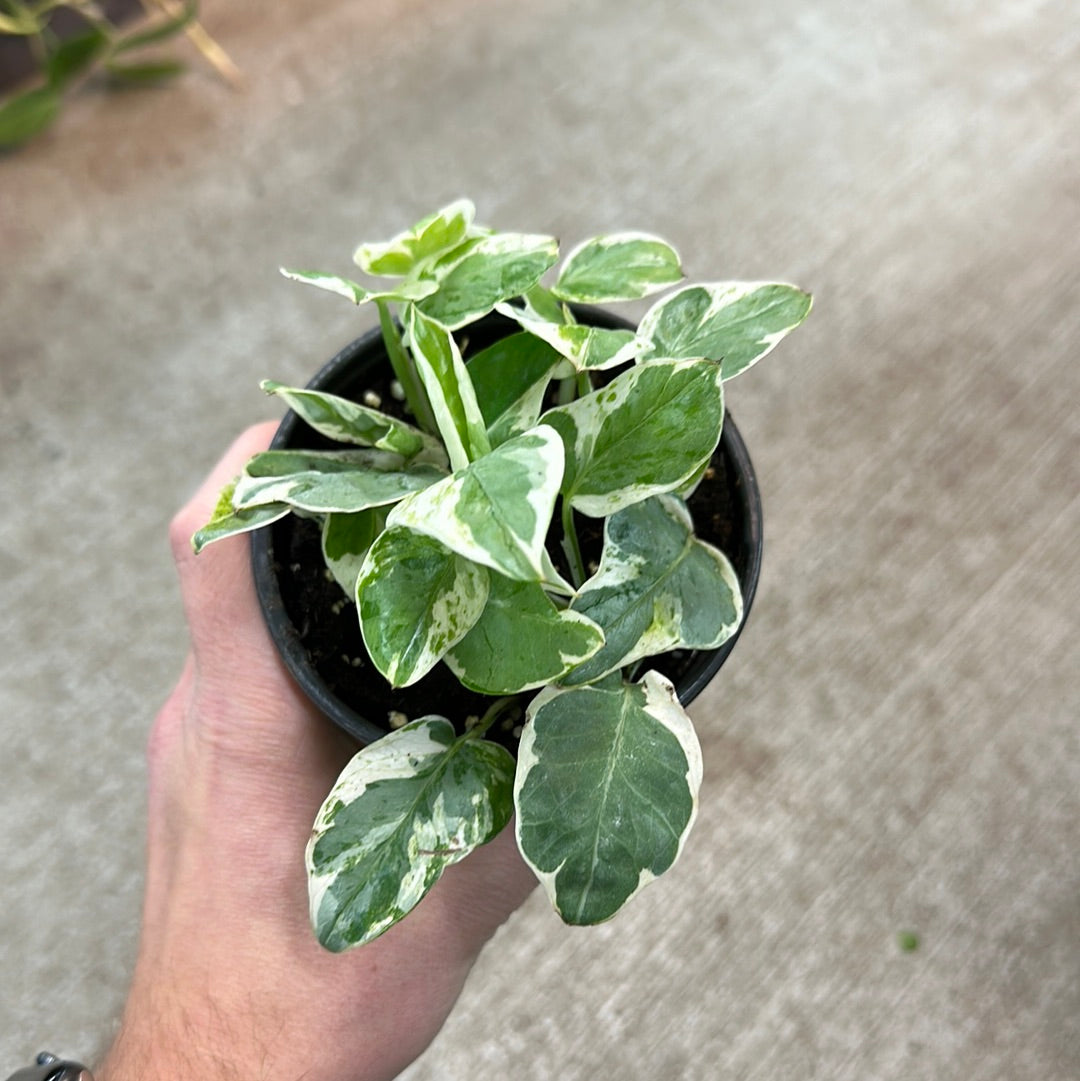 jade and pearls pothos Epipremnum 'Pearls N Jade' 4"