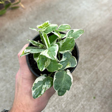 Load image into Gallery viewer, Epipremnum &#39;Pearls N Jade&#39; 4&quot; - Pearls N Jade Pothos