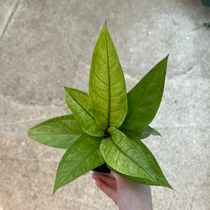 anthurium arrowhead Anthurium Hookeri Variegated 12CM – Kent East Hill Nursery